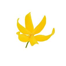 Ylang Ylang